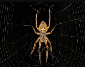 Тлумачэнне сну павук