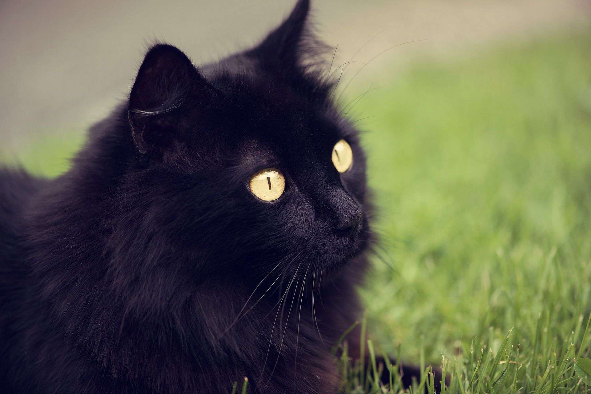 Црна мачка во сон