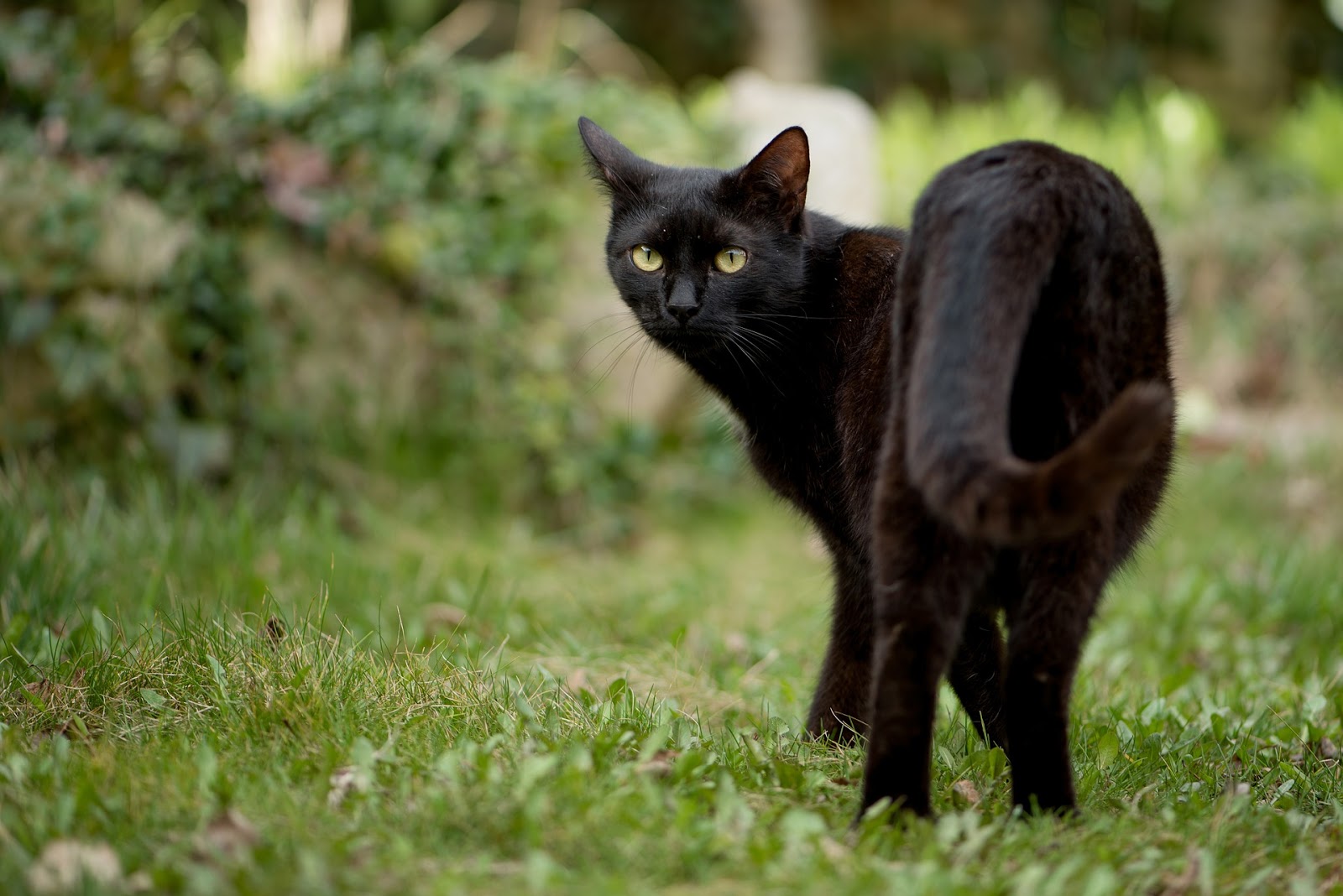 Црна мачка во сон