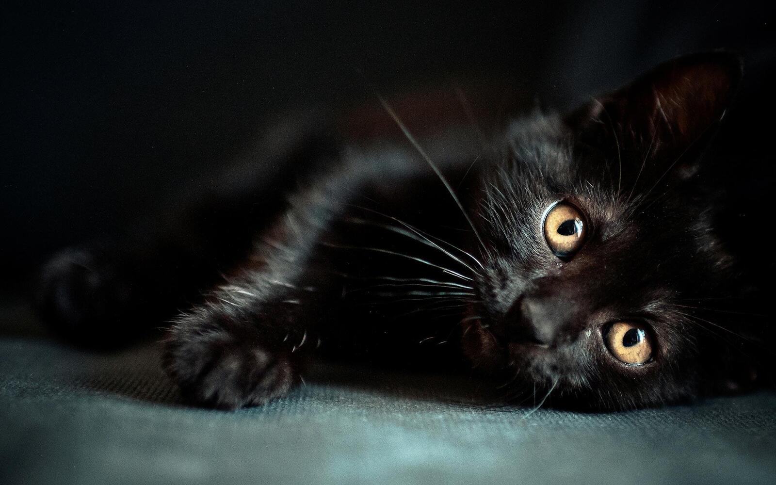 Црна мачка у сну