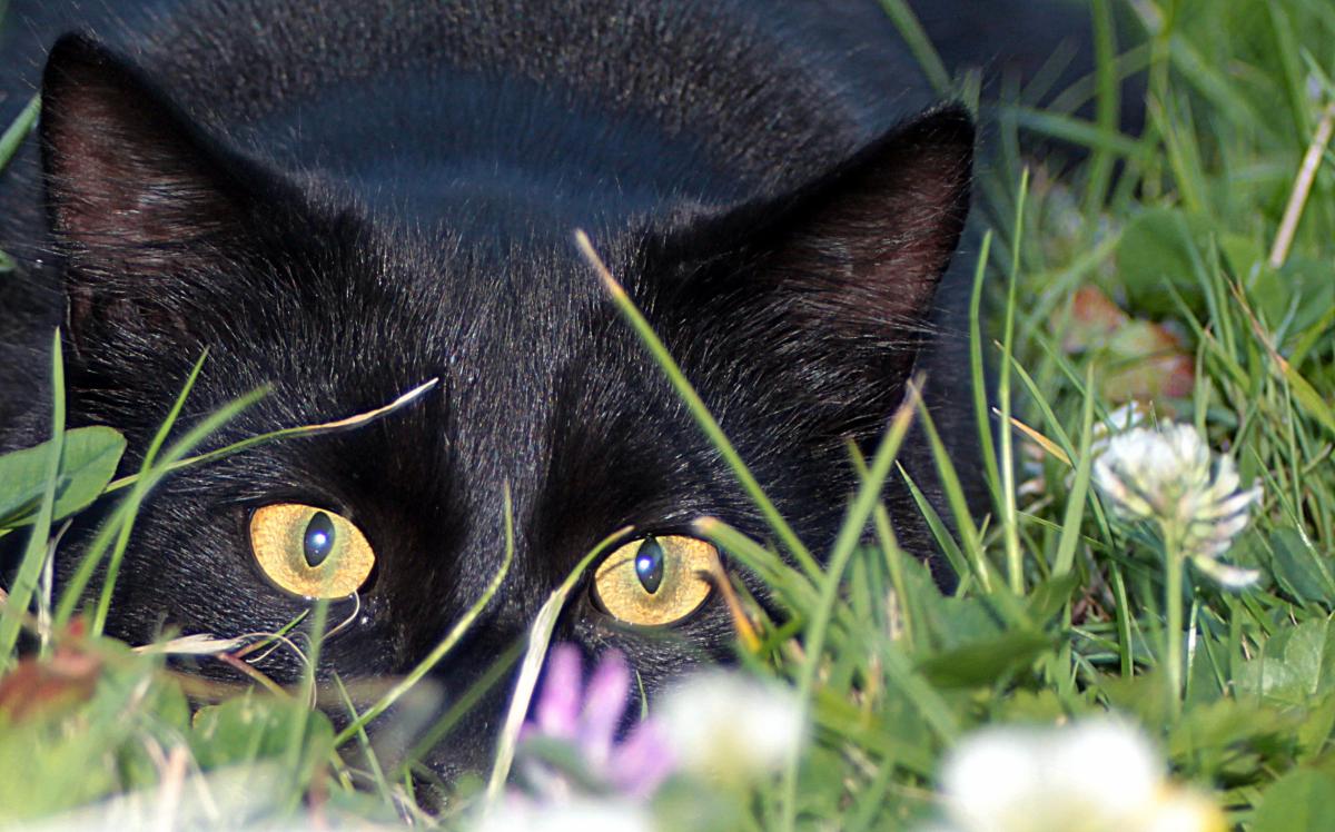 შავი კატა სიზმარში