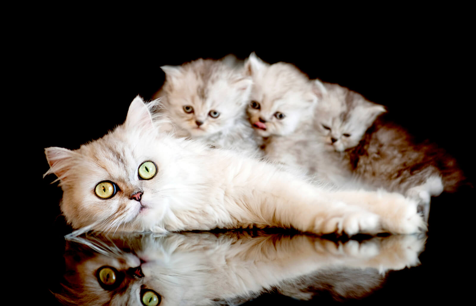 Мачки во сон и толкување на сонот за мачки за самохрани жени