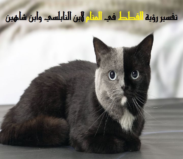 تعرف على تفسير رؤية القطط في المنام لابن سيرين موقع مصري