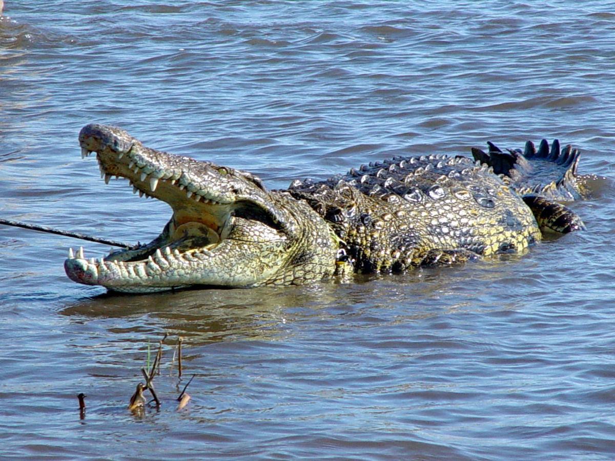 Išgyventi sapne krokodilą