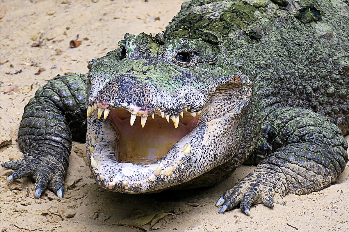 Преживување на крокодил во сон