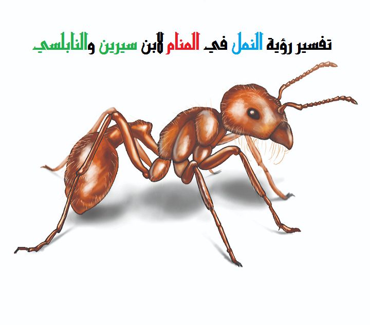 تفسير رؤية النمل في المنام لابن سيرين والنابلسي موقع مصري