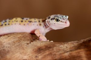 Gecko bati buruzko ametsaren interpretazioa amets batean