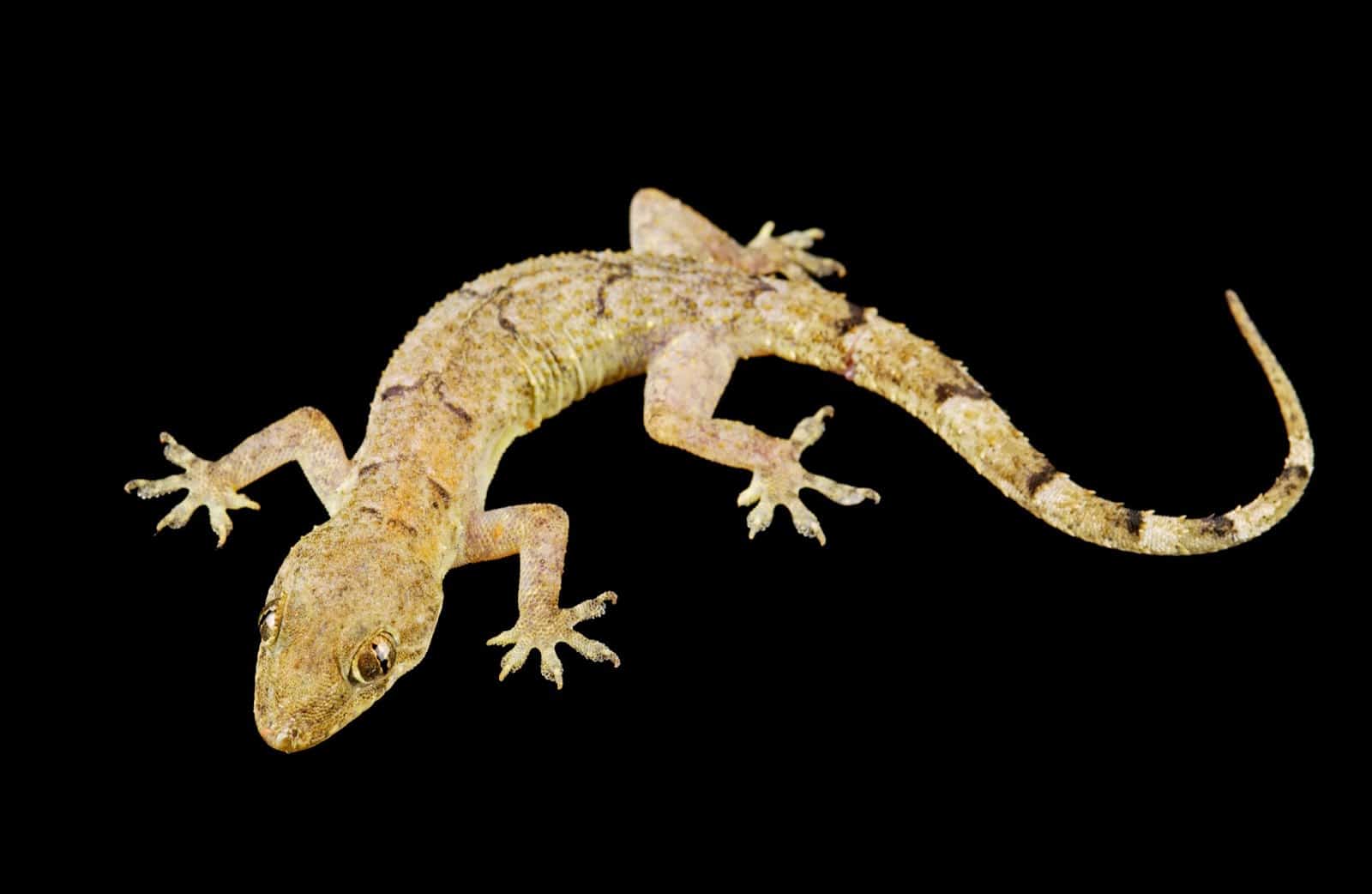 Gecko bati buruzko ametsaren interpretazioa amets batean