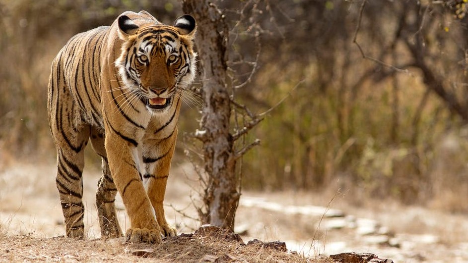 Sanje o tigru v sanjah za samske ženske