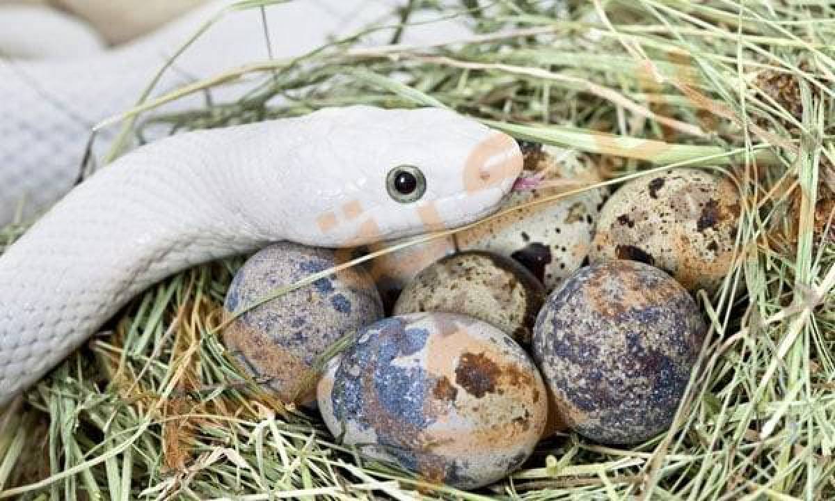 Interpretatie van een droom over levende eieren