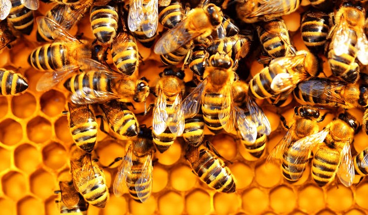 Bir yuxuda çoxlu arılar