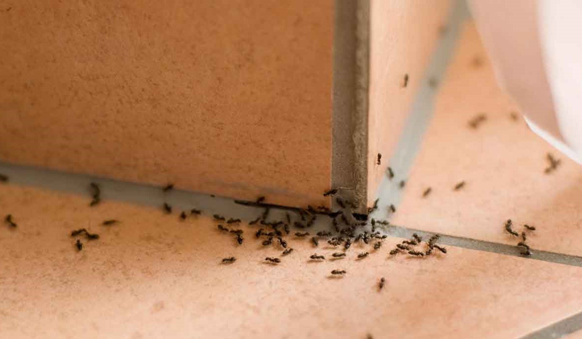 Droom van mieren in huis