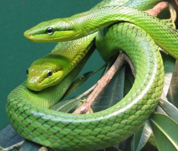 چھوٹے سبز سانپوں کا خواب