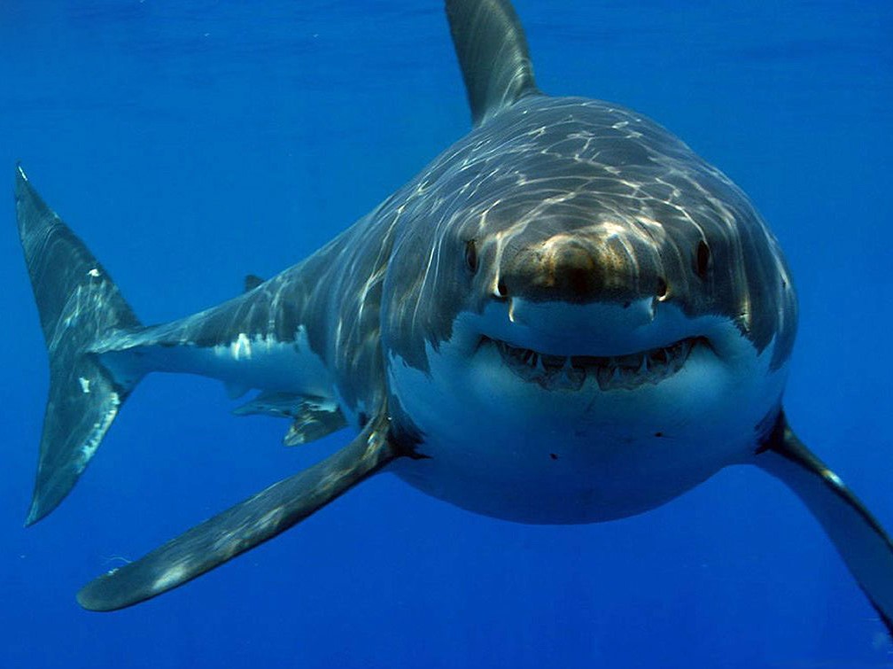 Толкување на соништата од ајкула