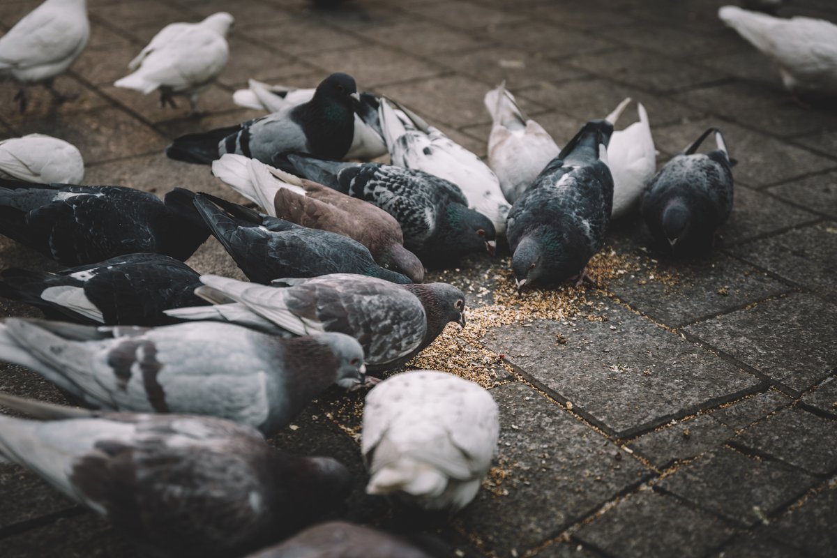 Zaghloul pigeons sa usa ka damgo