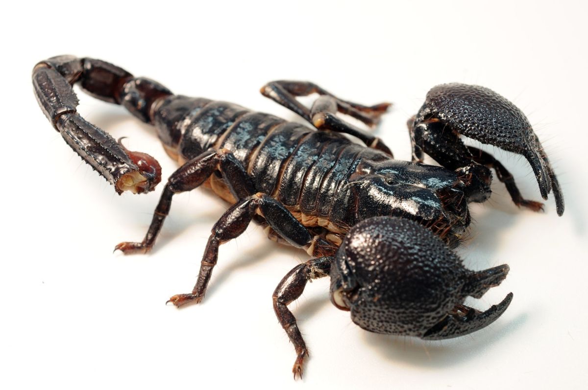 Melnā skorpiona interpretācija sapnī
