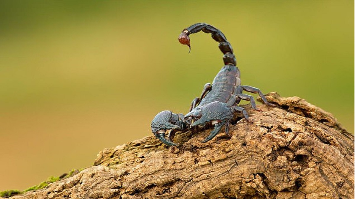 Crni škorpion u snu 3 - egipatska web stranica