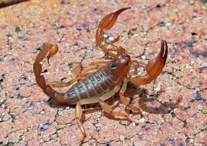 Ametsetan eskorpioi bat ikustea