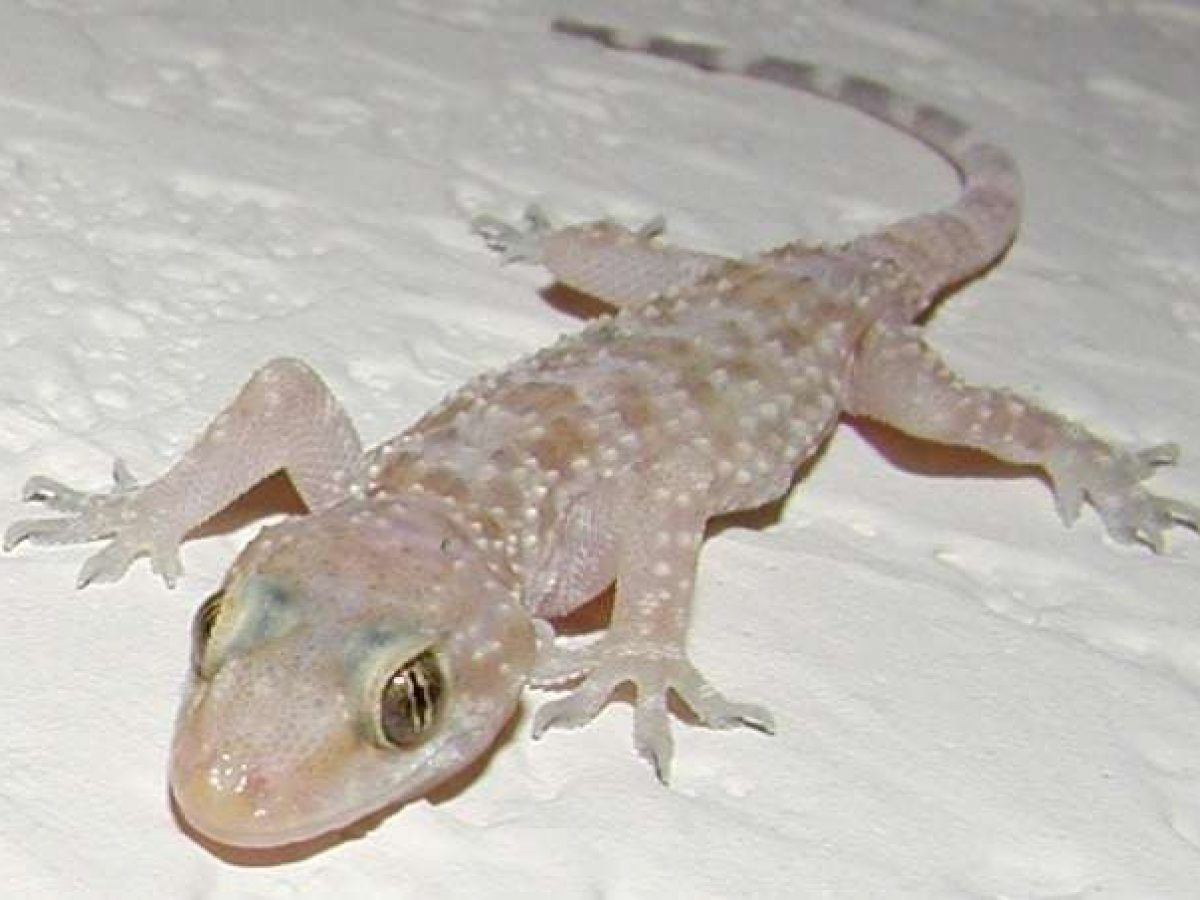 ການຕີຄວາມຫມາຍຂອງຄວາມຝັນກ່ຽວກັບ gecko ໃນຄວາມຝັນ