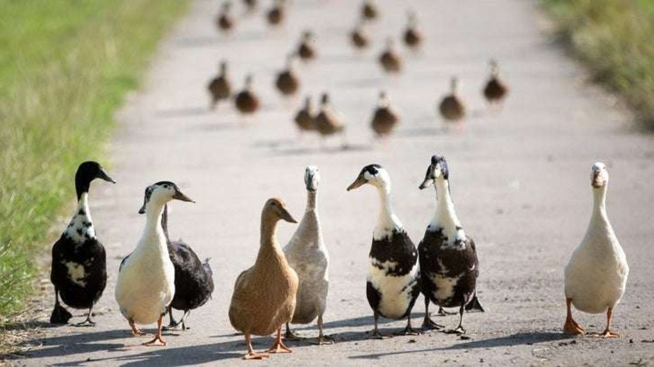 Толкување на сонот за патки