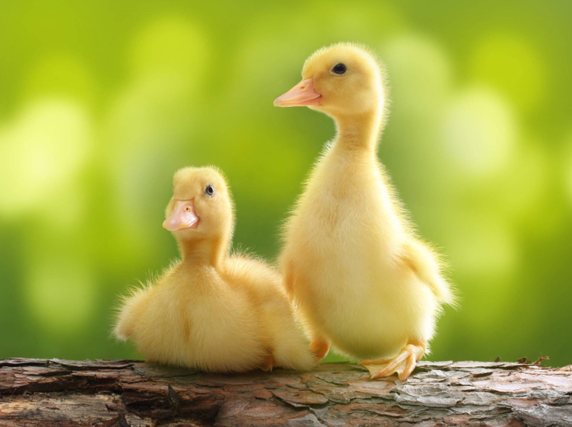 Толкување на сонот за патки