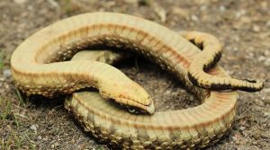 Hildako suge bati buruzko amets baten interpretazioa