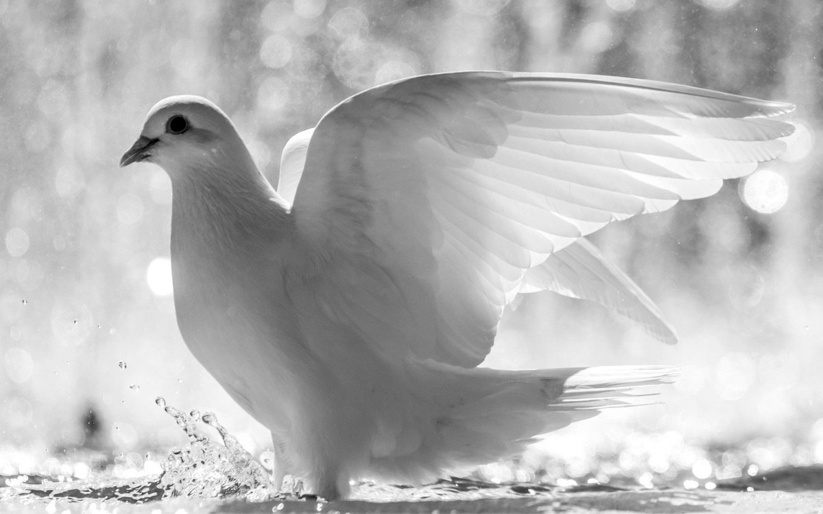 Rüyada beyaz güvercin görmenin yorumu
