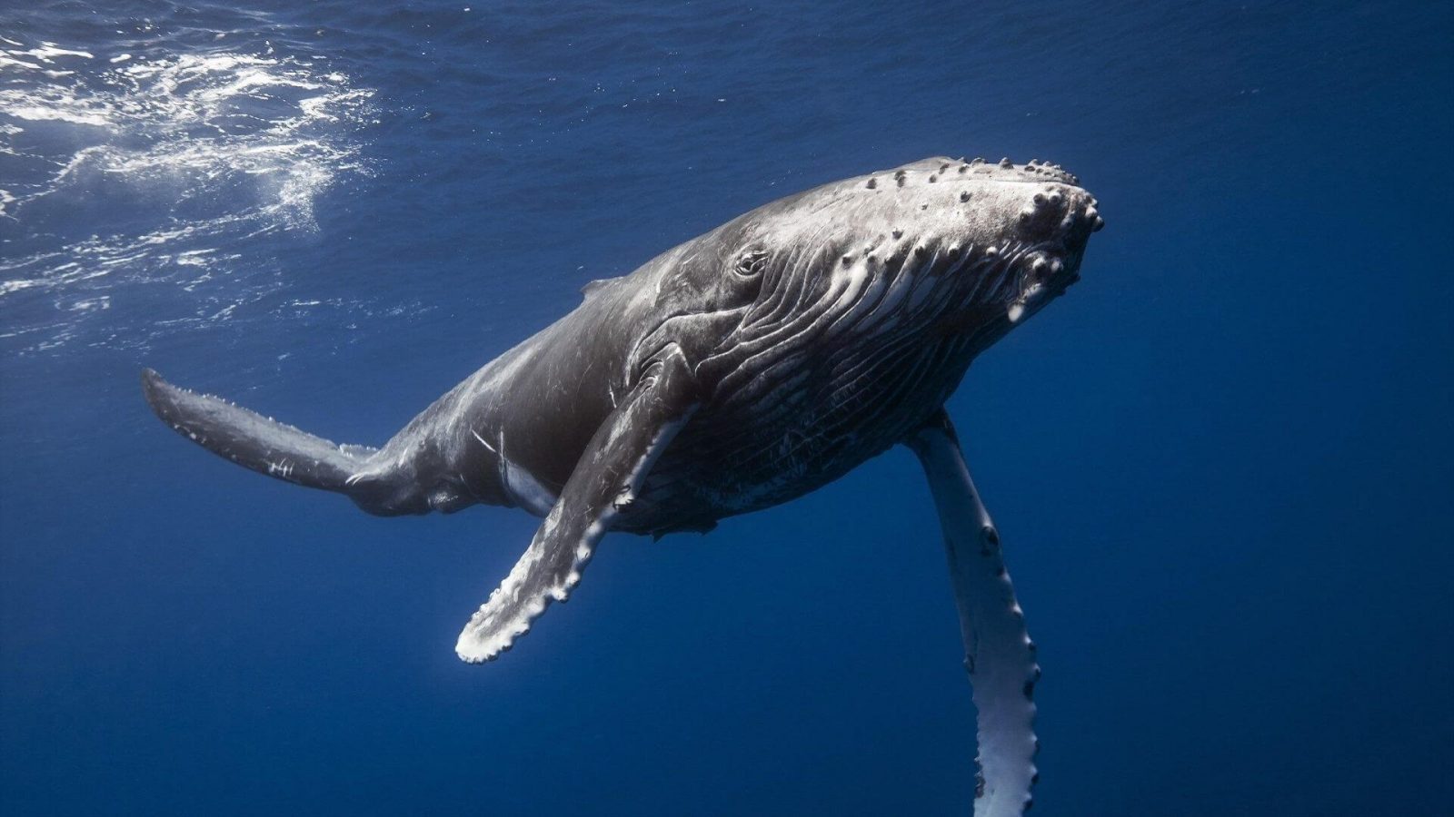 Толкување на сонот за кит за самохрани жени