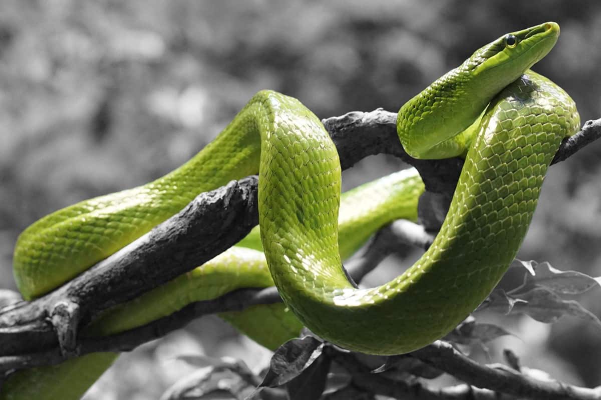 Tolkning av en drøm om grønn slange