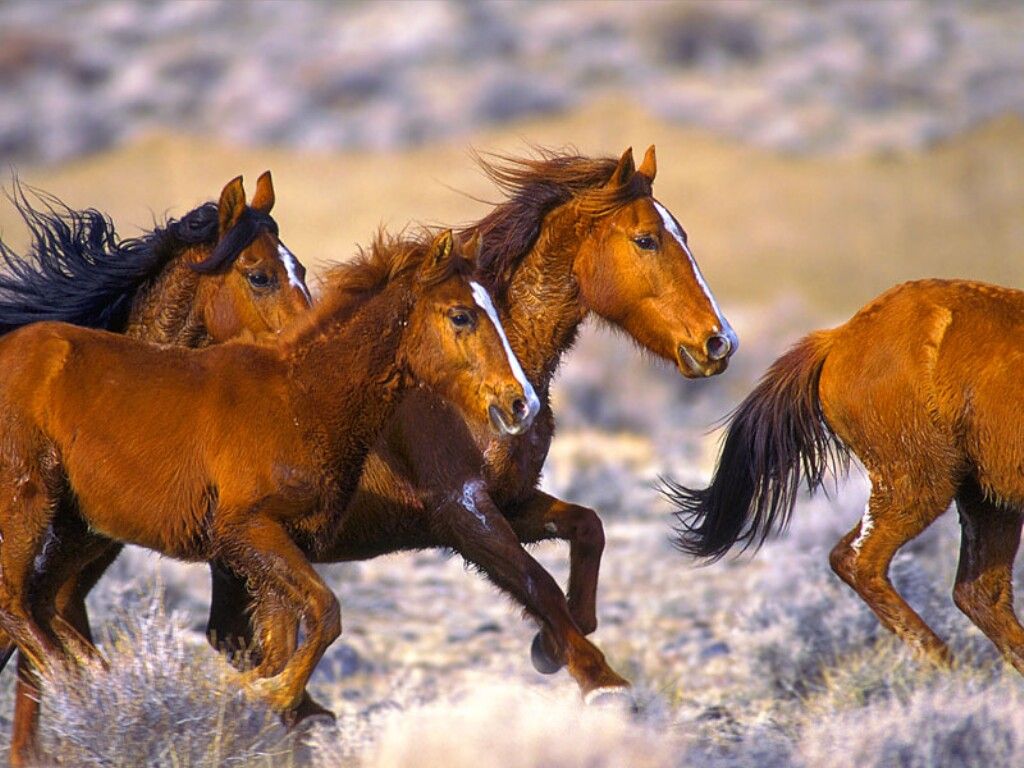 Tafsir mimpi banyak kuda berlari