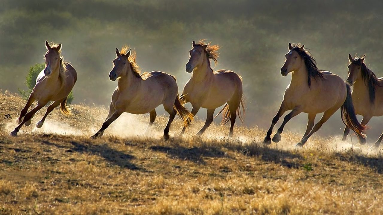 Tolkning av en drøm om mange hester som løper