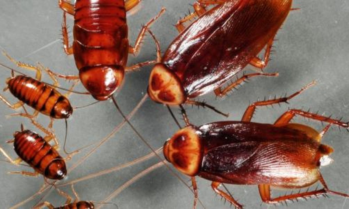 Interpretatie van een droom over kakkerlakken