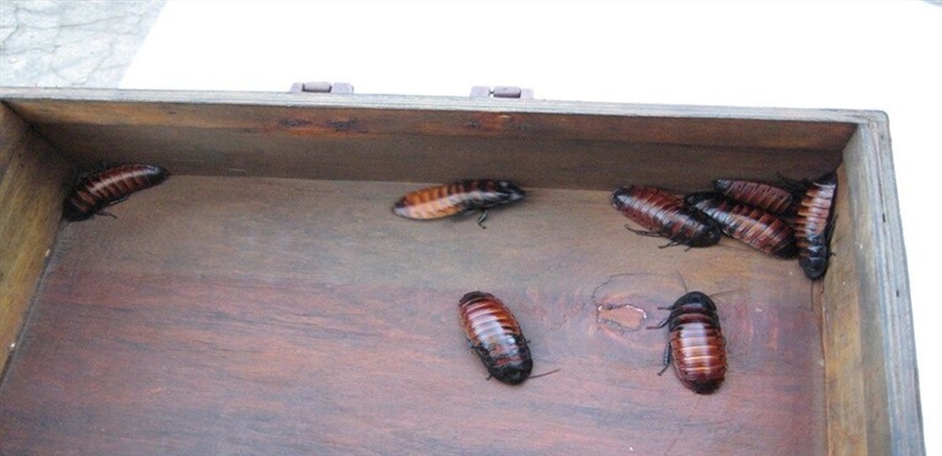 Interpretatie van een droom over kakkerlakken