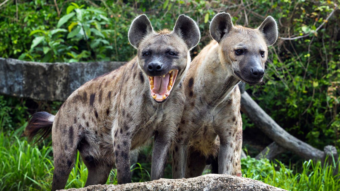 Tolkning av en drøm om hyener