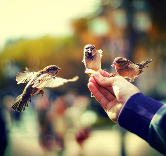 हाथ में एक पक्षी के बारे में एक सपने की व्याख्या