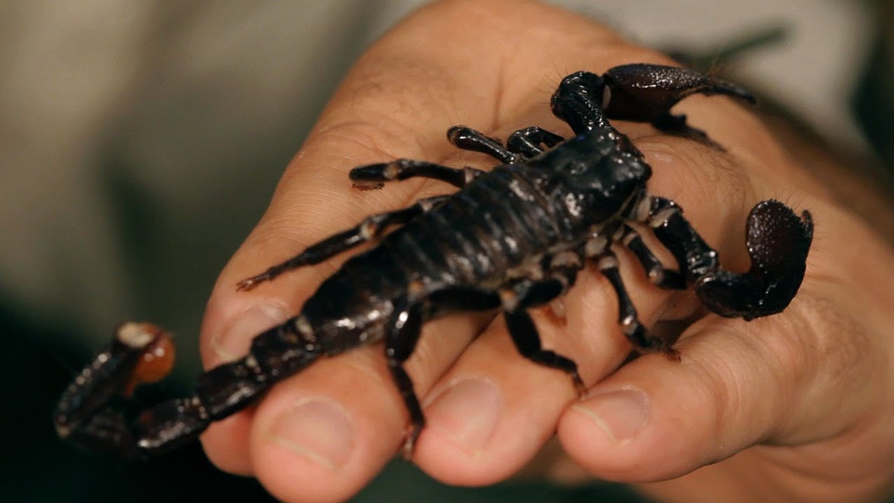 Tumačenje sna o crnom škorpionu za udatu ženu
