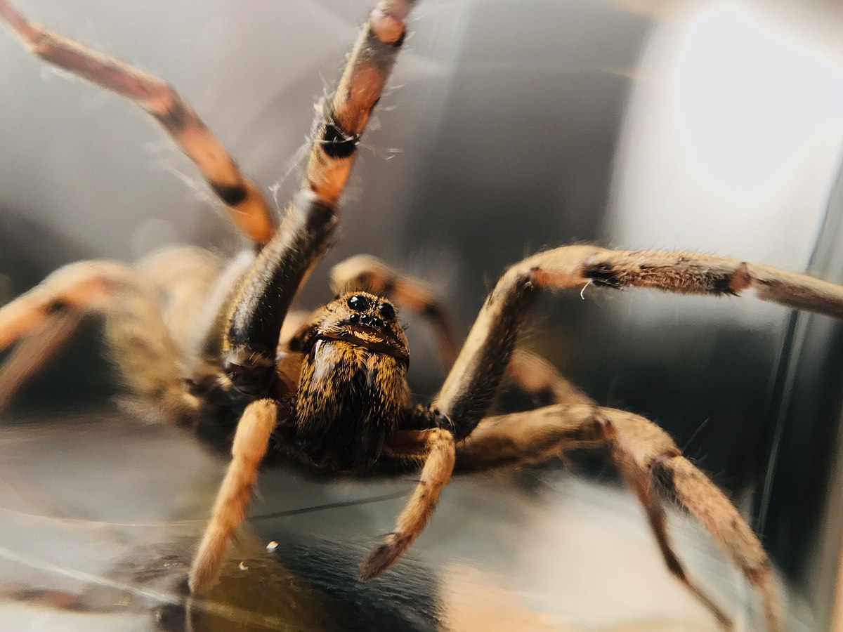 Толкување на сонот за кафеав пајак