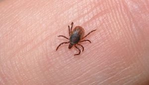 Poučite se o razlagi sanj o ušeh