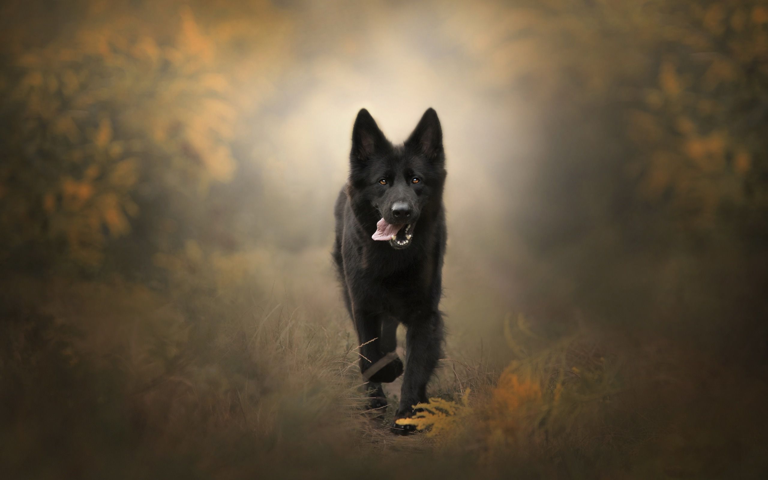 Толкување на сонот за црно куче