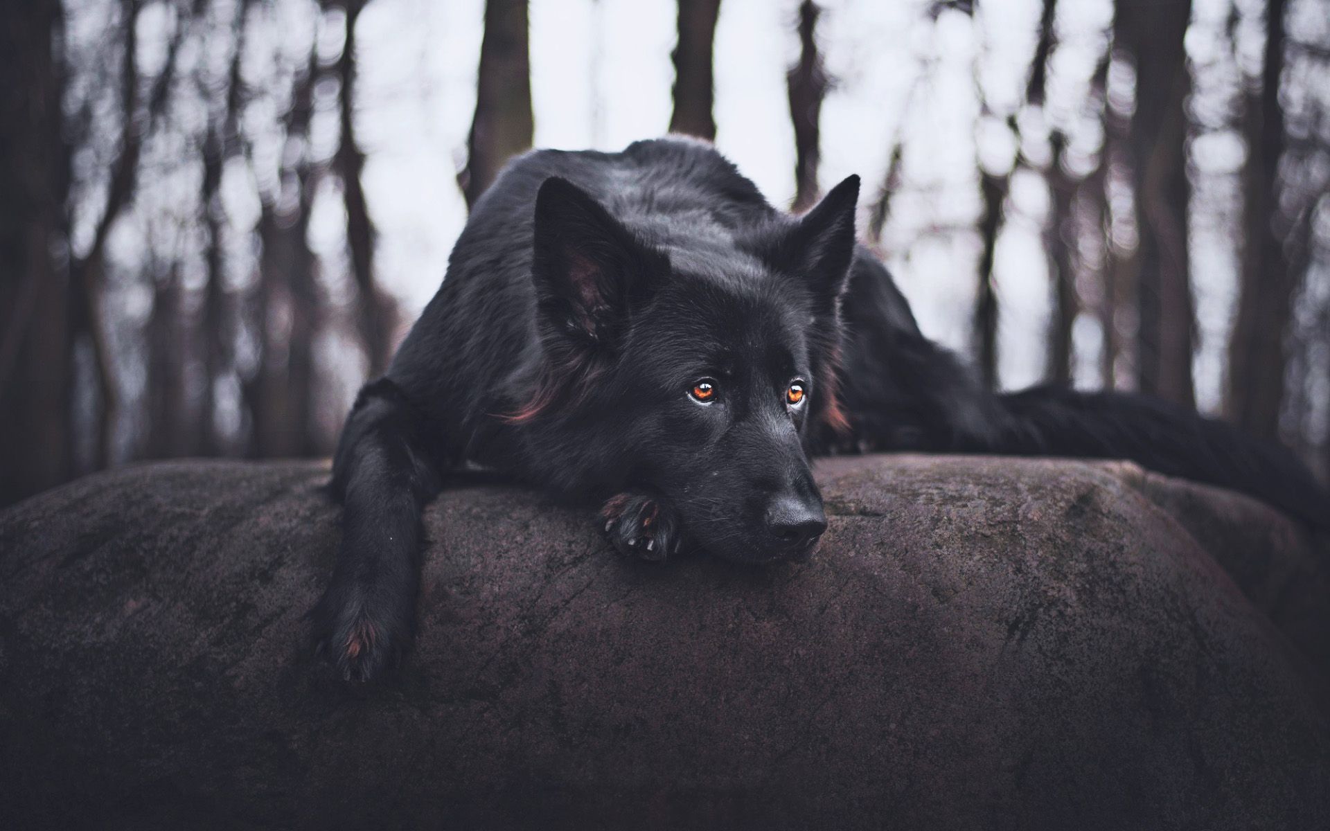 10 دلالات لتفسير حلم الكلب الأسود في المنام لابن سيرين موقع مصري