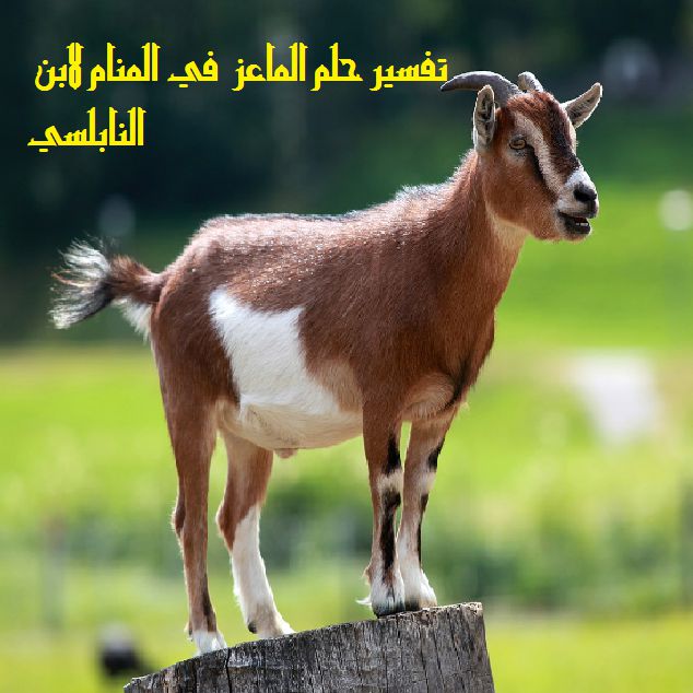 تفسير حلم الماعز في المنام - موقع مصري