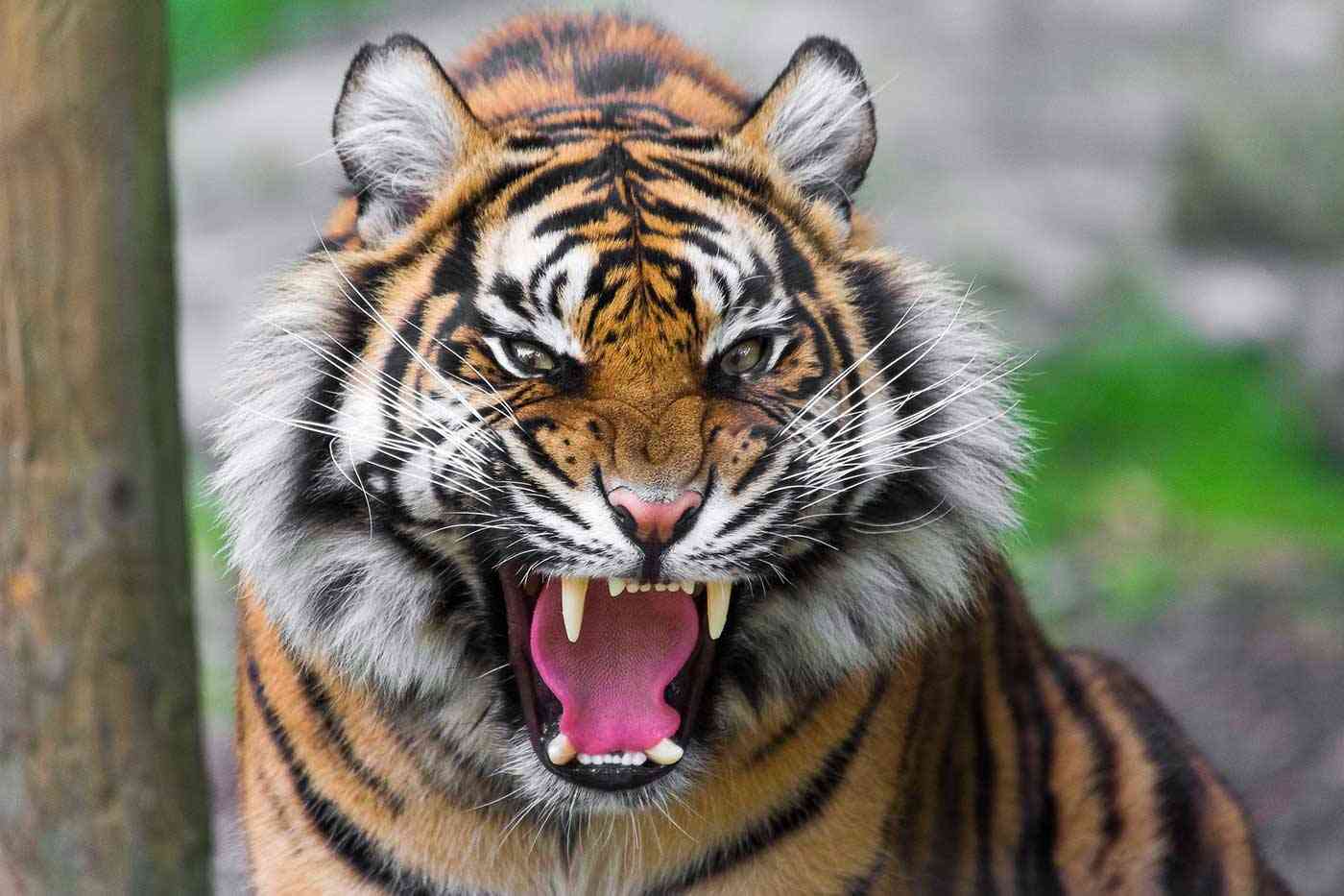 Interpretatie van een droom over een tijger