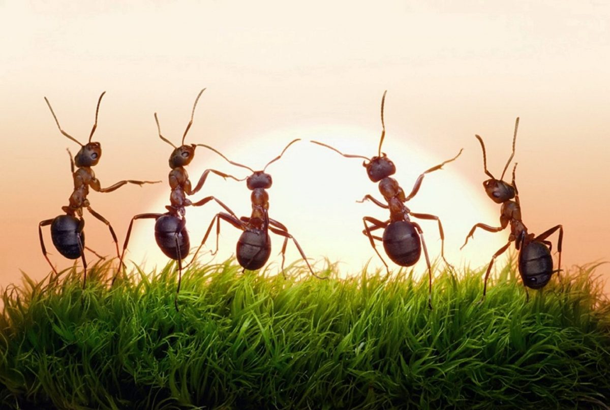 Unenäo tõlgendamine sipelgatest majas