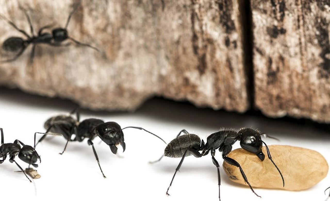 Unenäo tõlgendamine sipelgatest majas