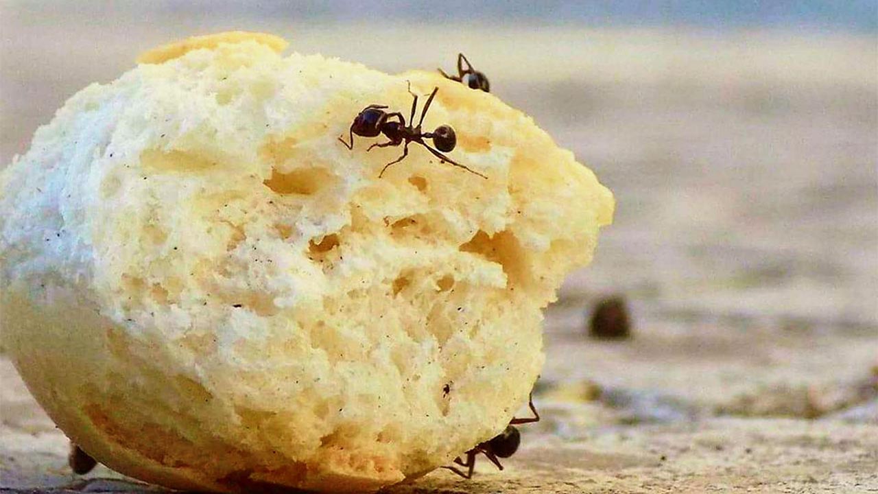 Interpretimi i një ëndrre për milingonat në shtëpi