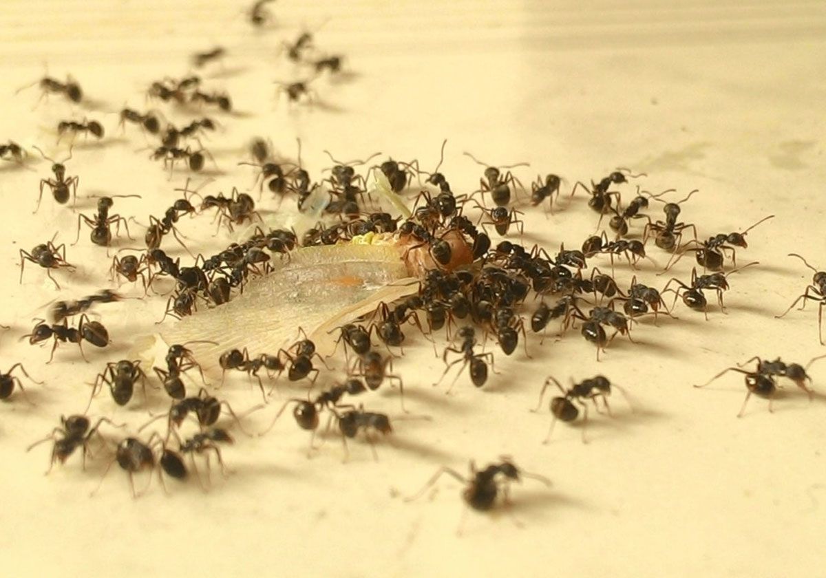 Tolkning av en dröm om myror i huset
