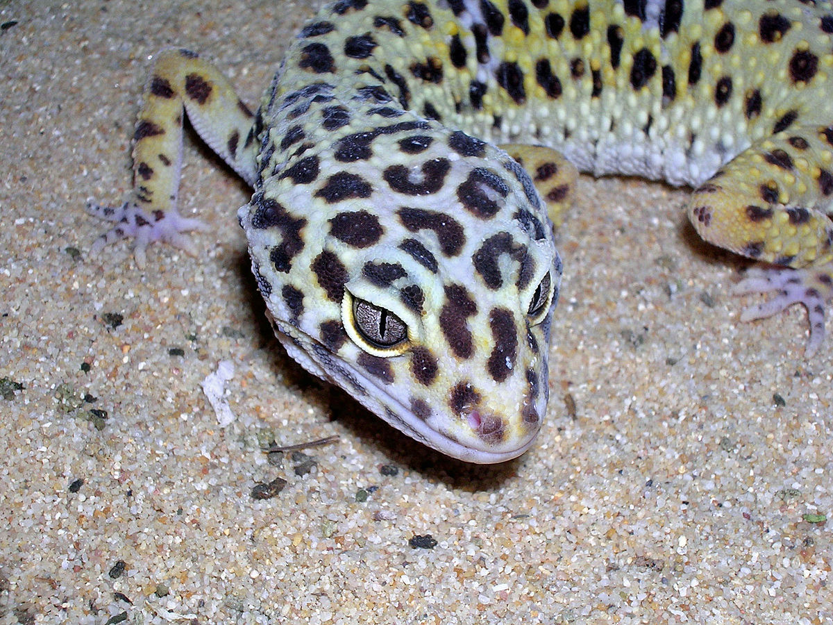 Tolkning av en drøm om en gekko for enslige kvinner