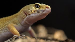 अविवाहित महिलांसाठी गेकोबद्दलच्या स्वप्नाचा अर्थ