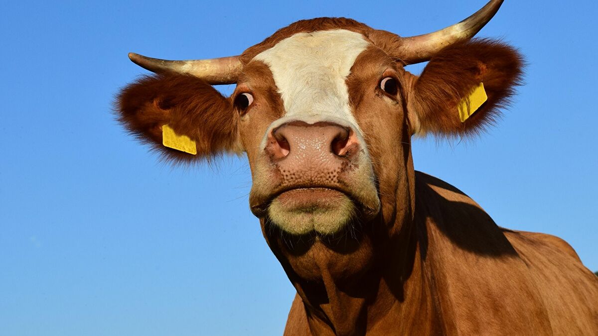 ایک گائے کے بارے میں ایک خواب کی تعبیر جو بٹ جانا چاہتی ہے۔