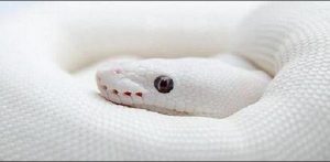 Pagkat-on sa interpretasyon sa usa ka damgo mahitungod sa usa ka dako nga bitin